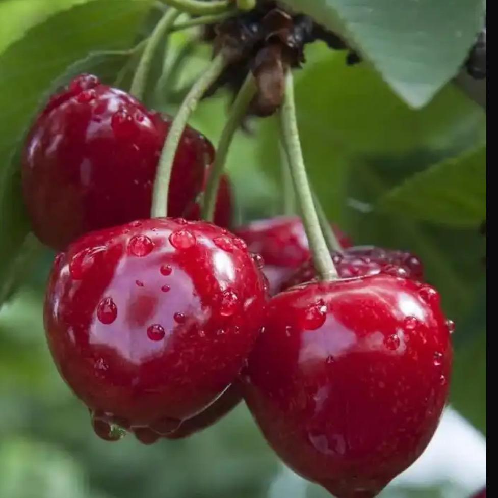 保姆樱桃🍒