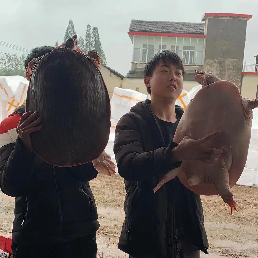汉寿生态甲鱼小杨