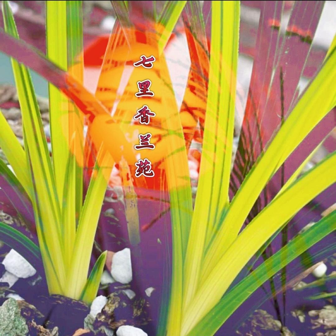 七里香兰苑