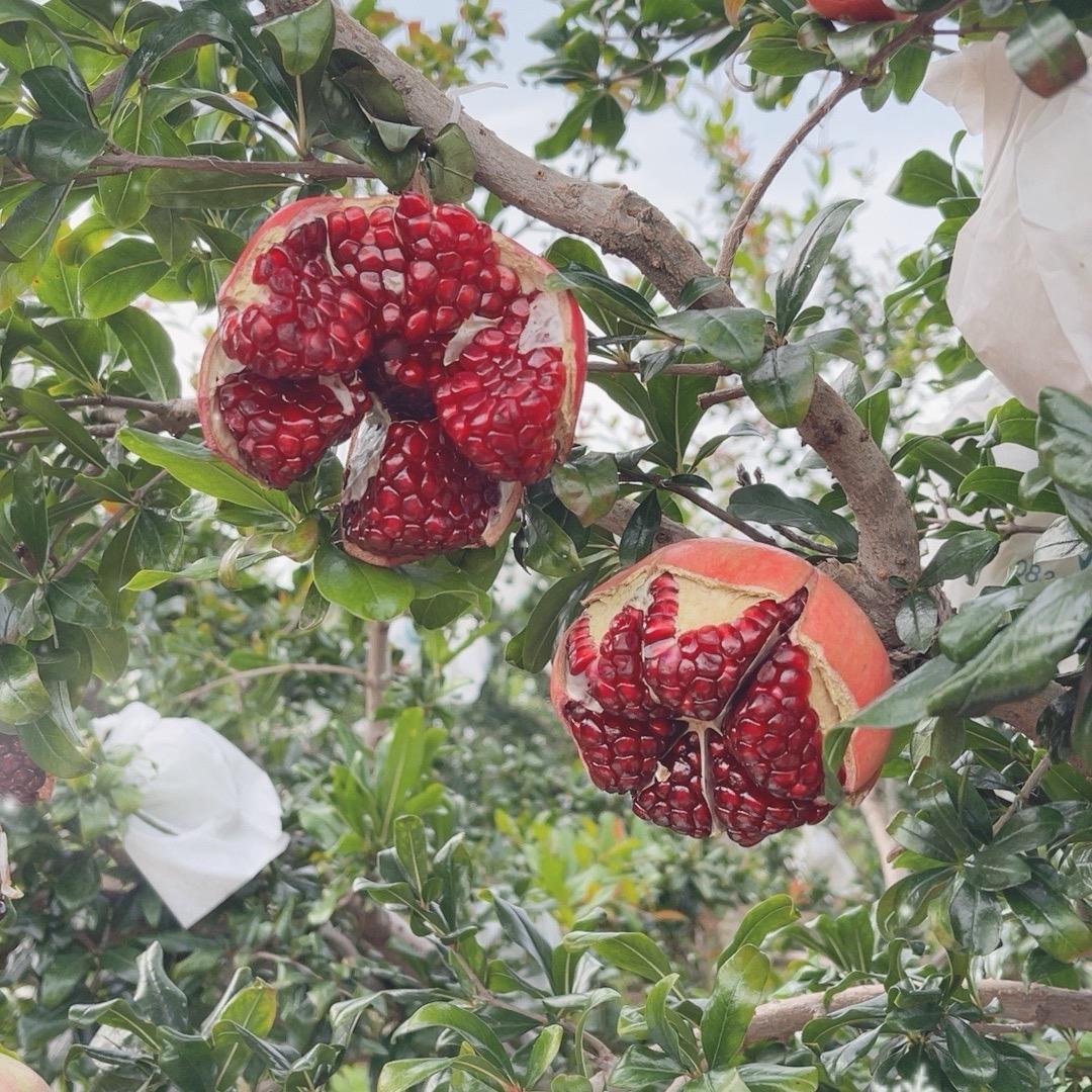 唐老师卖石榴