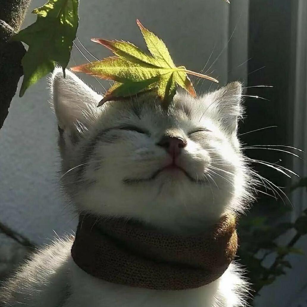 钱多到睡不醒.（见过蛋团版）