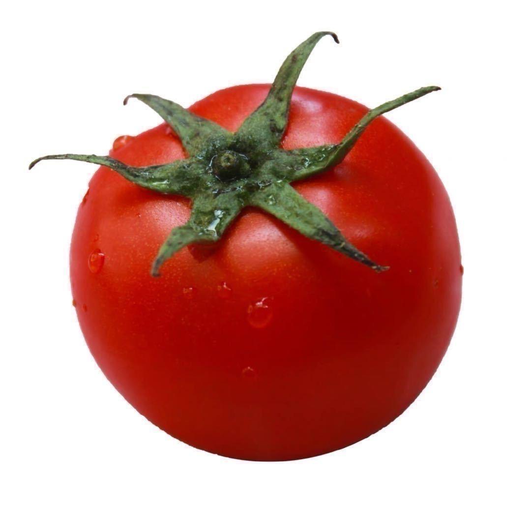 🍅疯狂西红柿是个摄影师