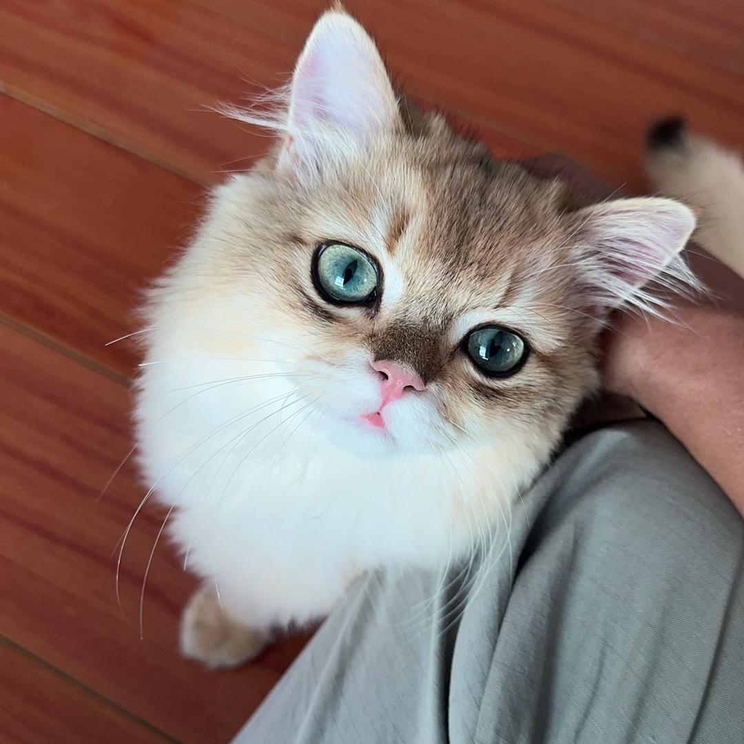 大猪蹄子