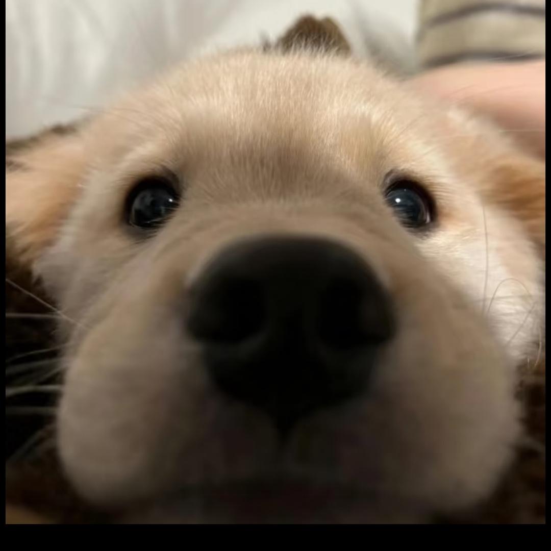FenG.