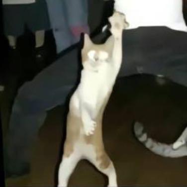 森森又胖了五斤