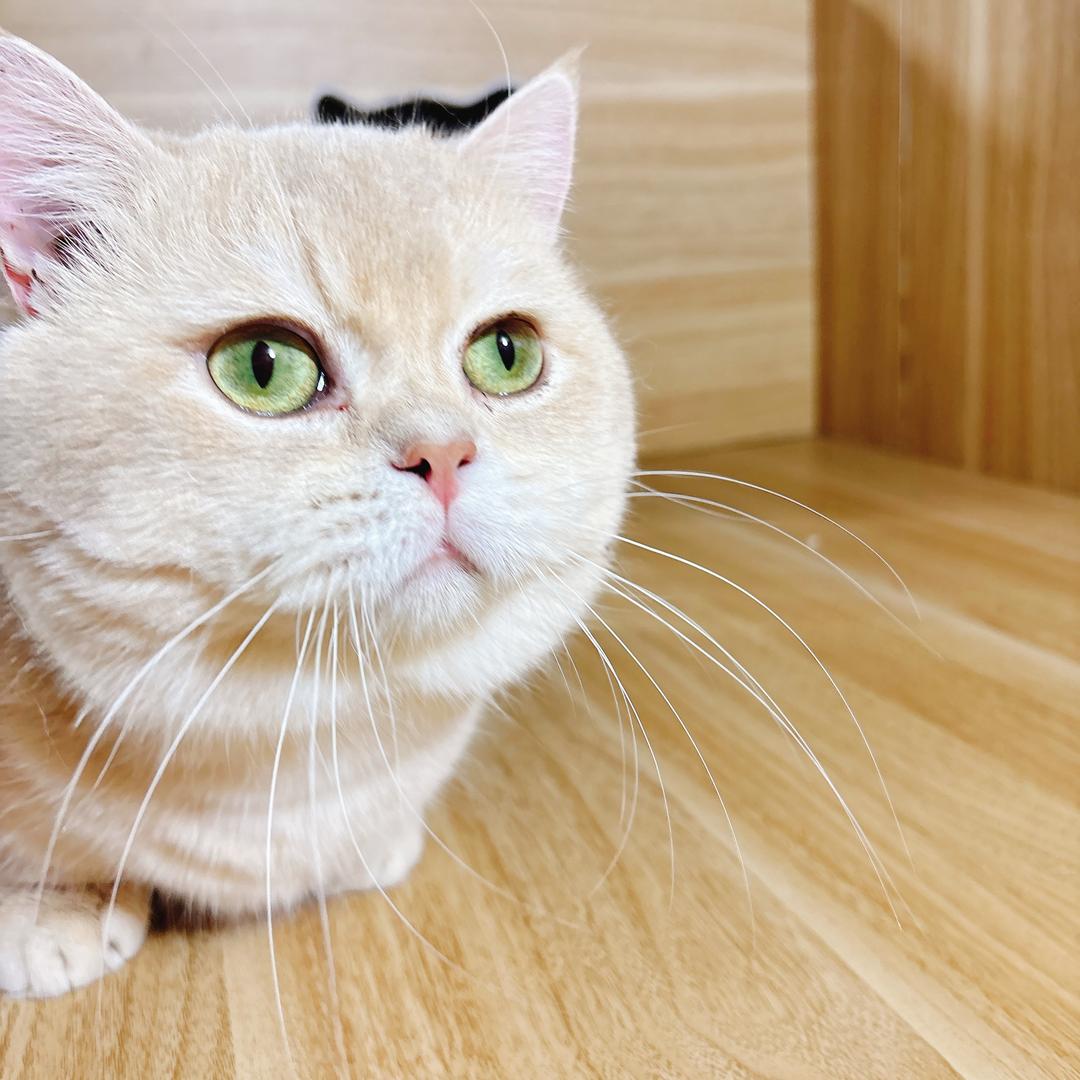 金橙宠物猫屋