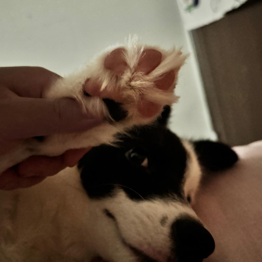 六月是只边牧🐶