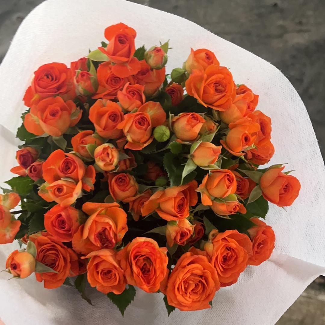 云南精彩花客花卉