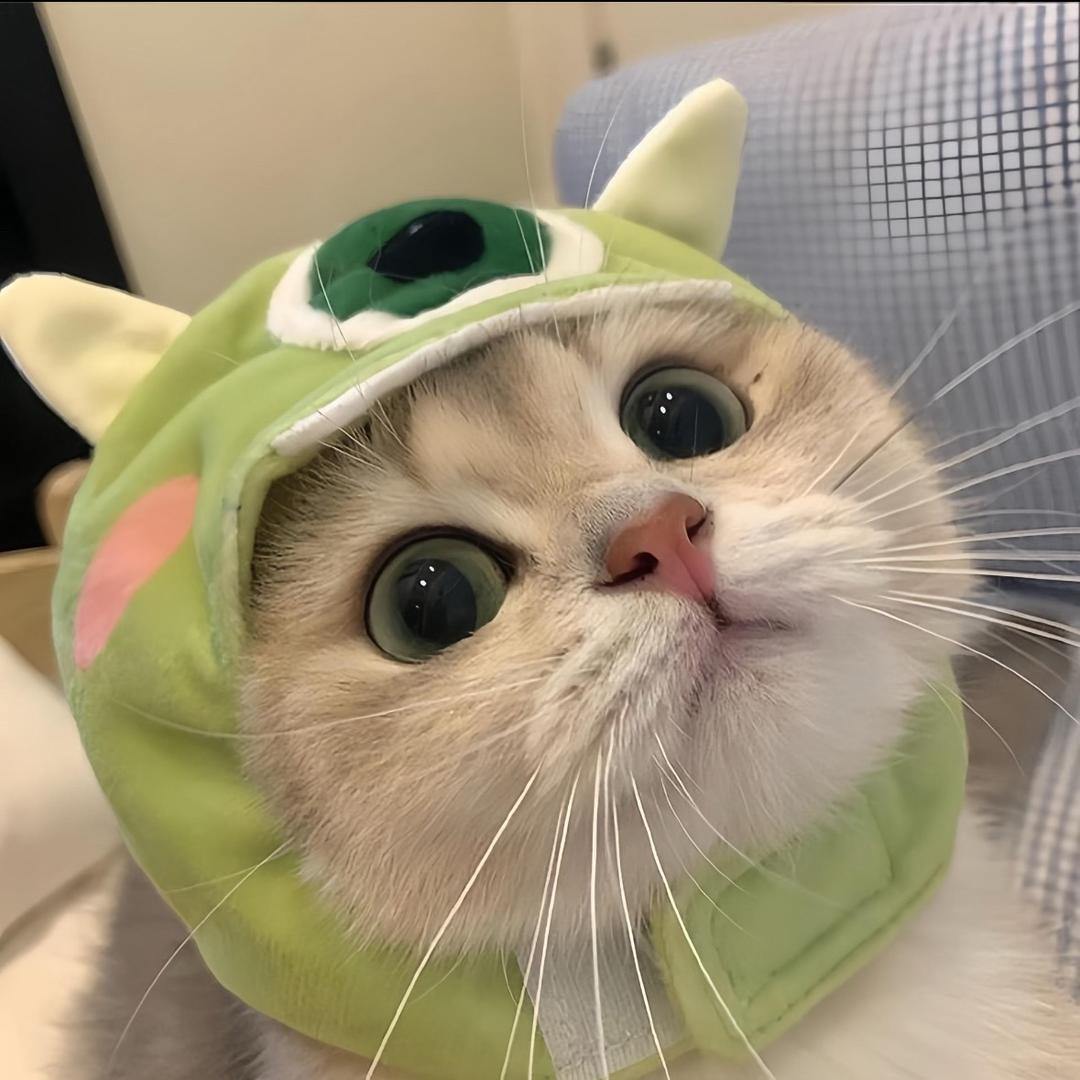 我真不是笨蛋