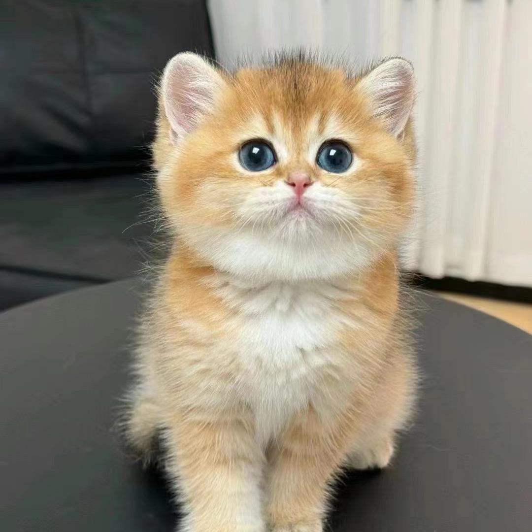 西安🐱🐶高端宠物（看宠物打主页☎️）