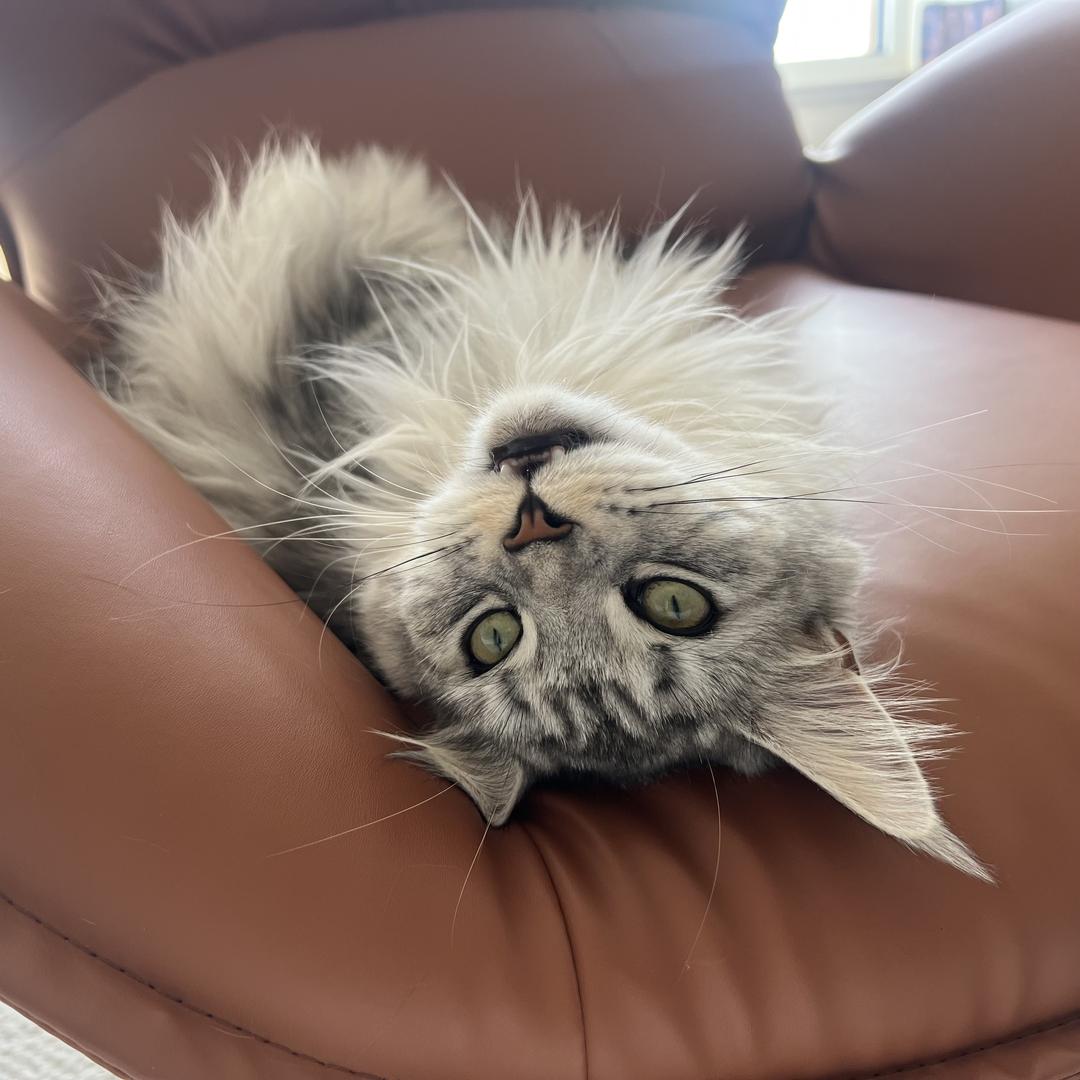 爱吃冻干的十七😼