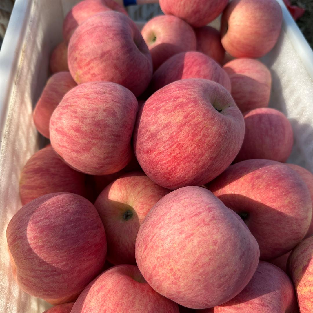 知行（洛川小果农）