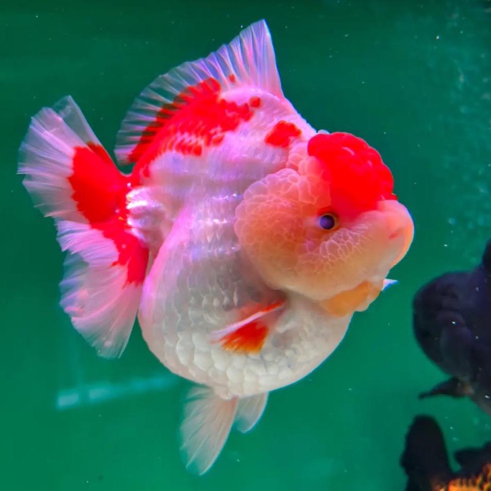 青岛老徐观赏鱼场