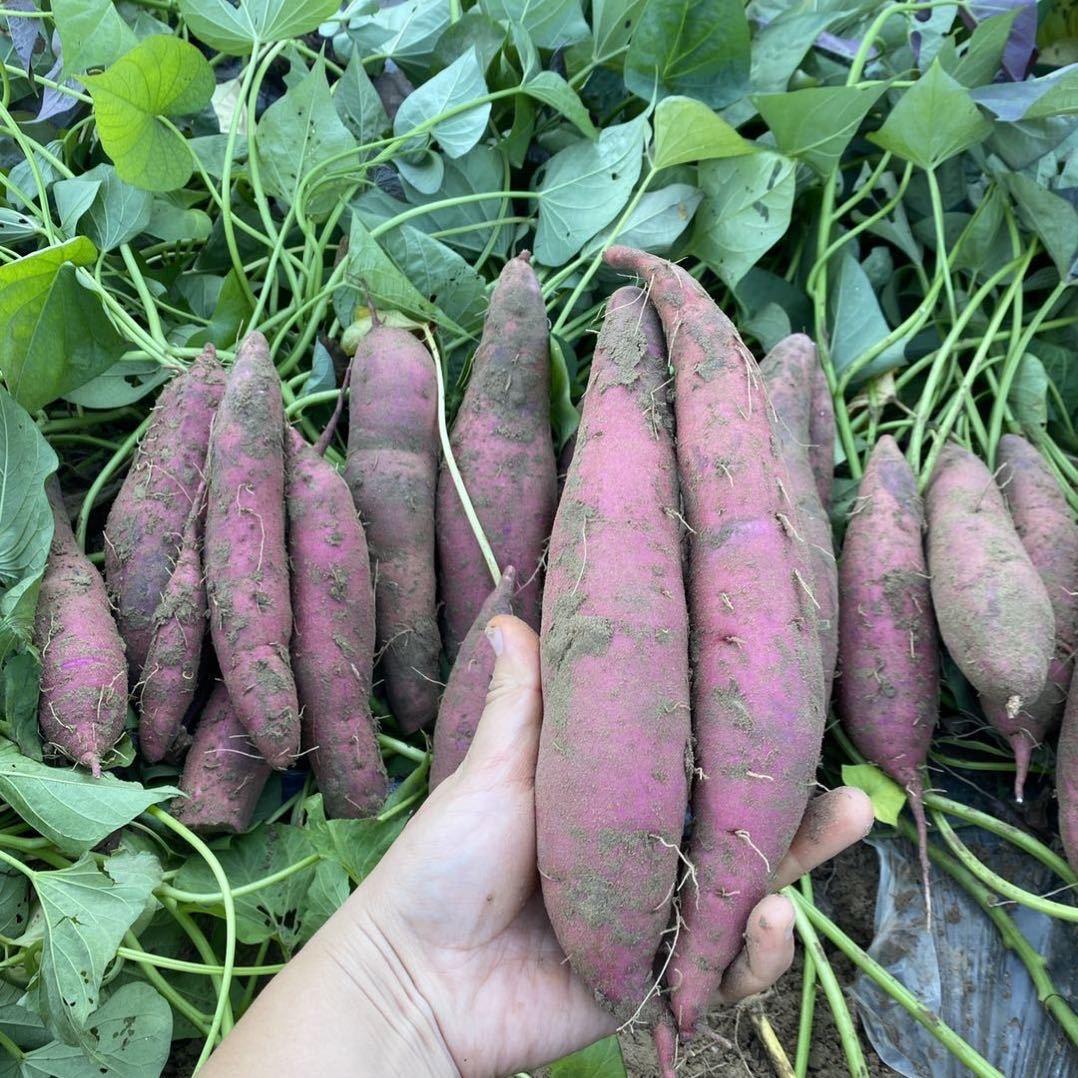 北方农谷优选果蔬农场