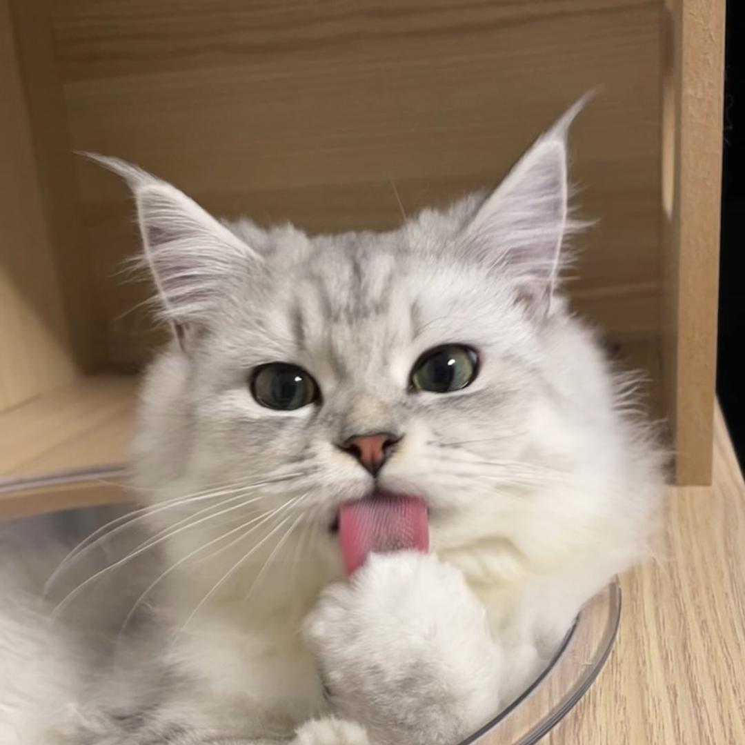 🍉