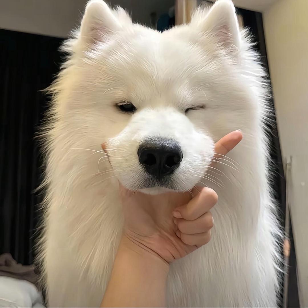 鱼香肉丝公主🌨️（冬眠ing）