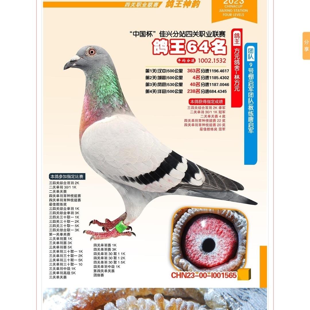 方元鸽舍