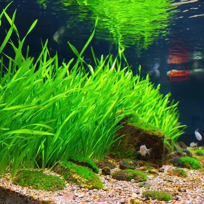 孑然一生 冷水原生