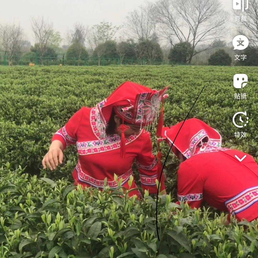 涛涛-