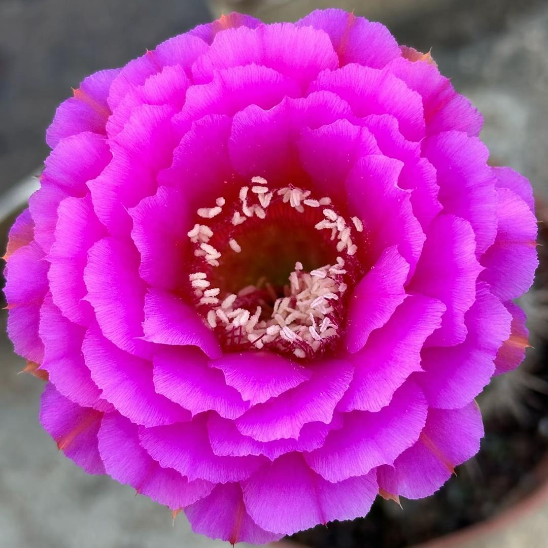 彩草金刚品种基地