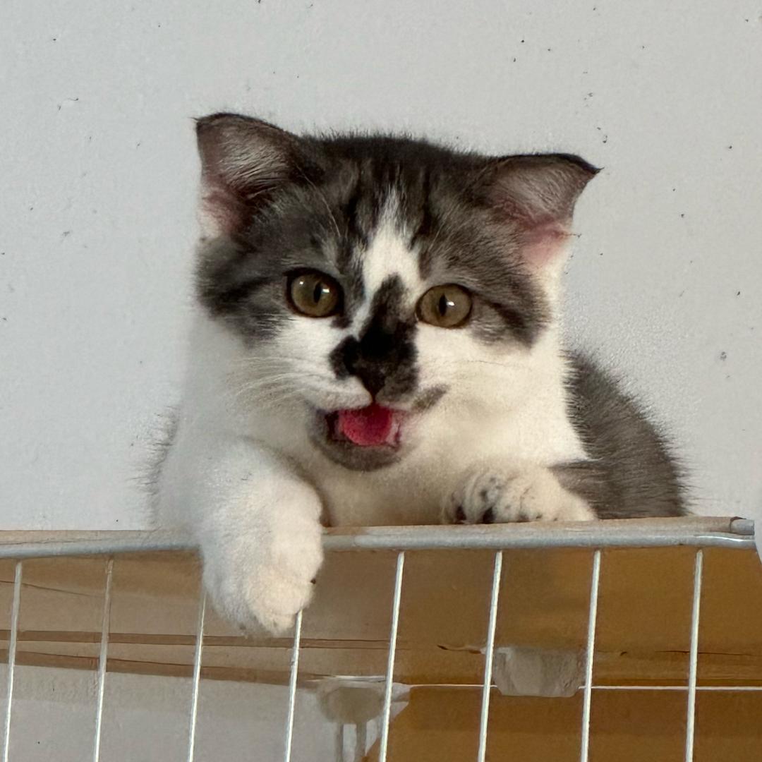 英短跟狸花猫的公主