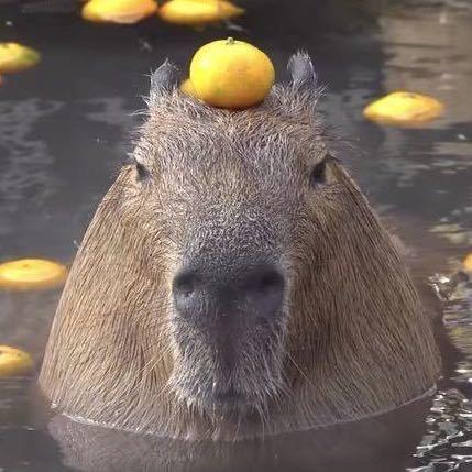 卡皮巴拉（老明星）