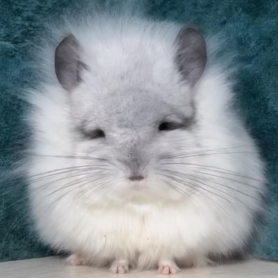 兽兽龙猫呀