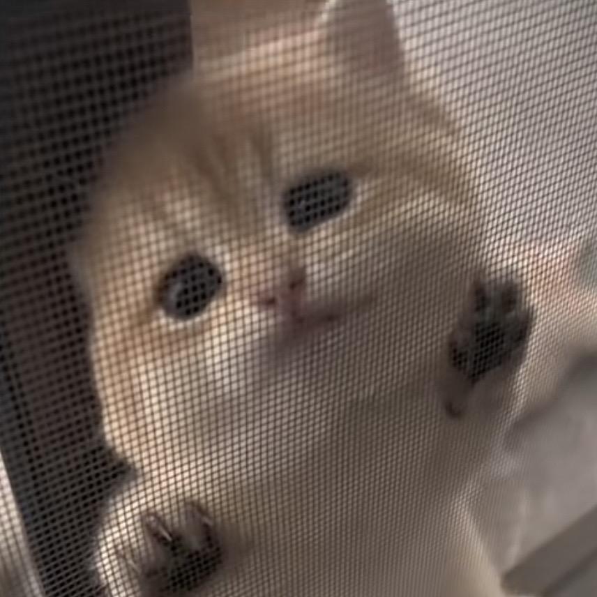乖戾
