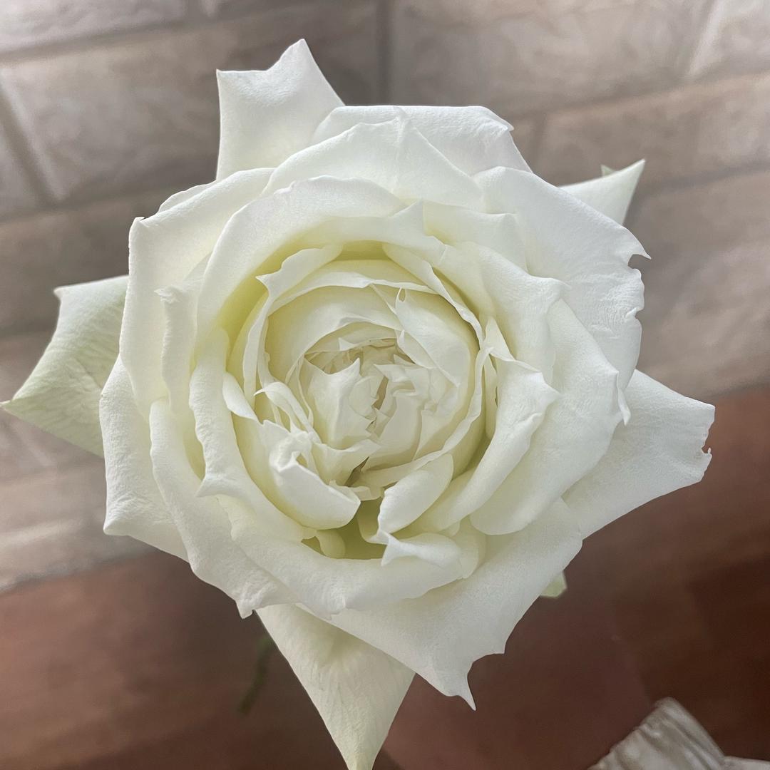 昆明花卉工艺严选店