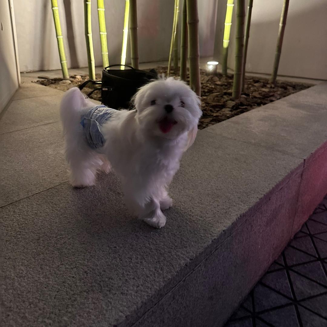 焦皮