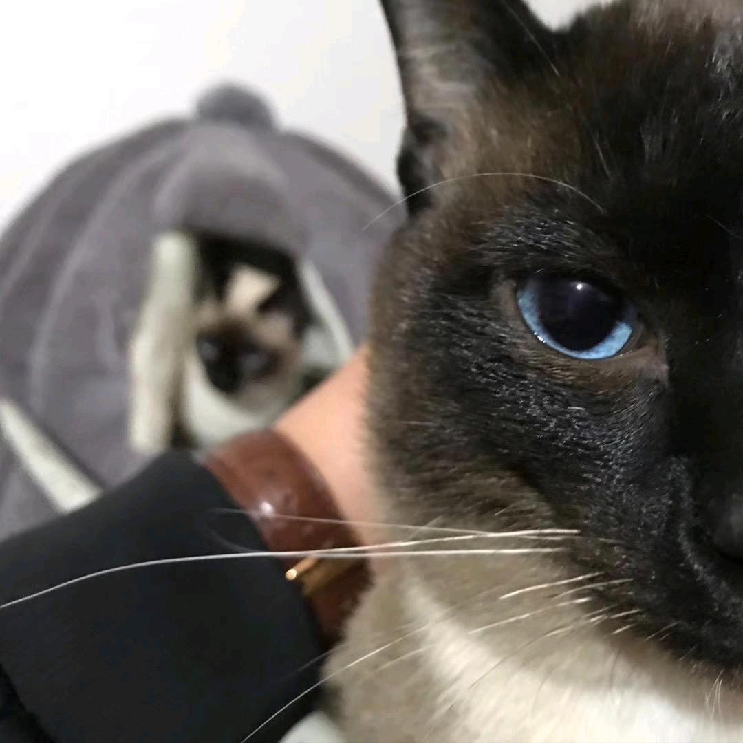 大猫（绿色循环圈）