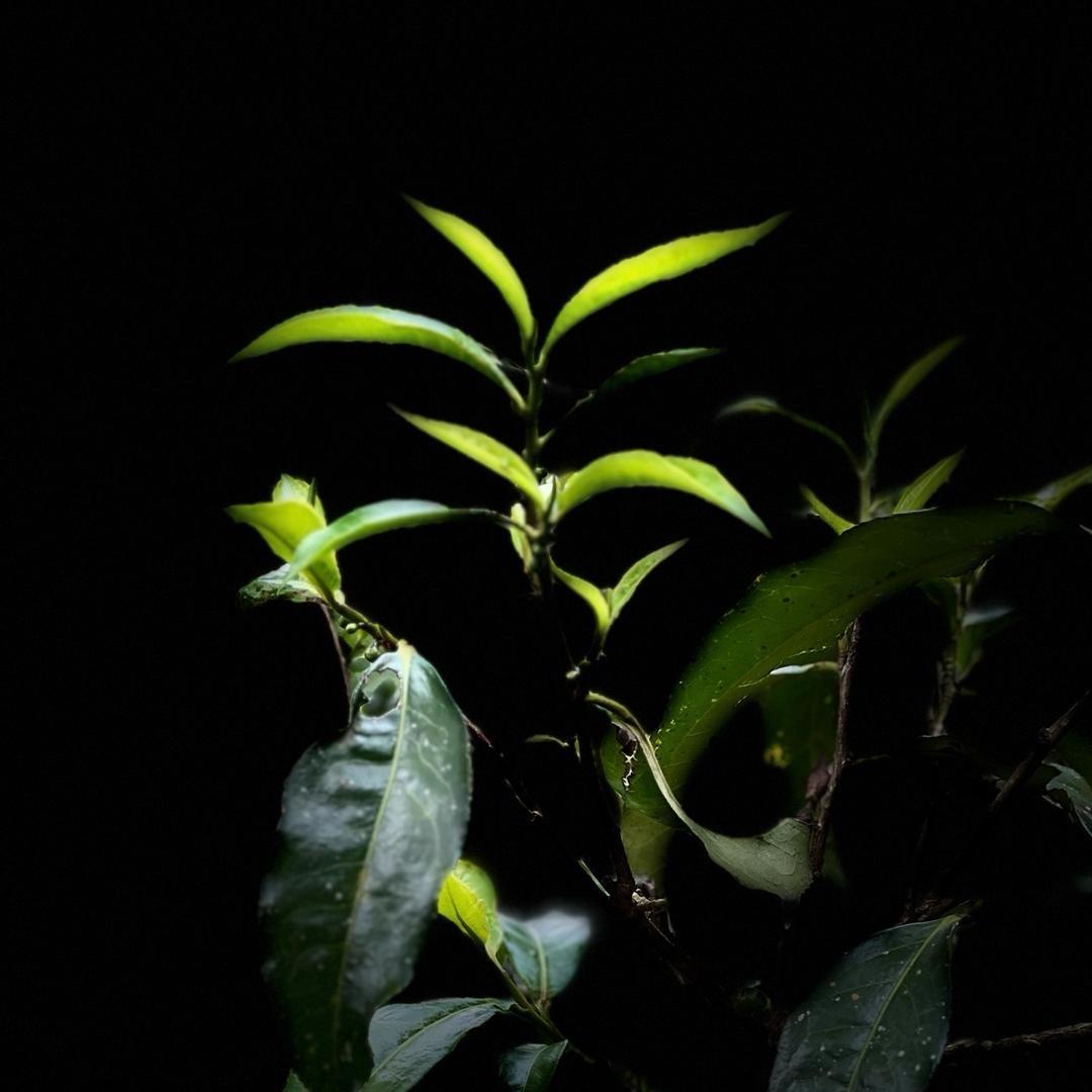 蟒蛇箐•骋达茶叶销售坊