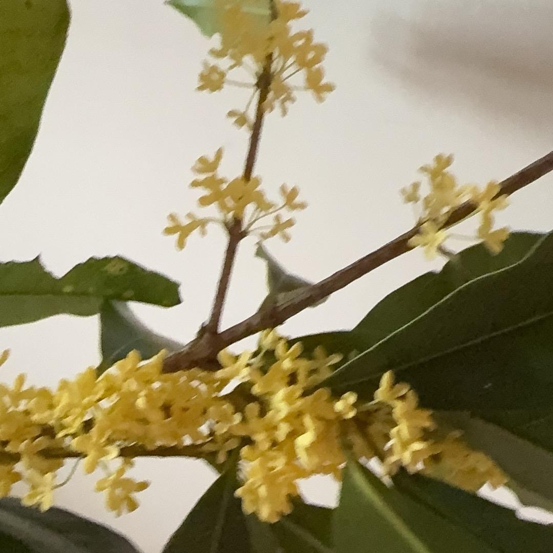 ღ᭄ꦿ꯭彼ঞ岸꧔ꦿ花꧔ꦿ᭄