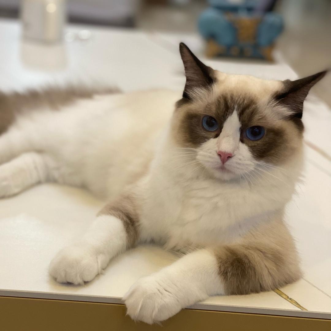 এۣۖิ说糖很꧔ꦿ甜 ᭄