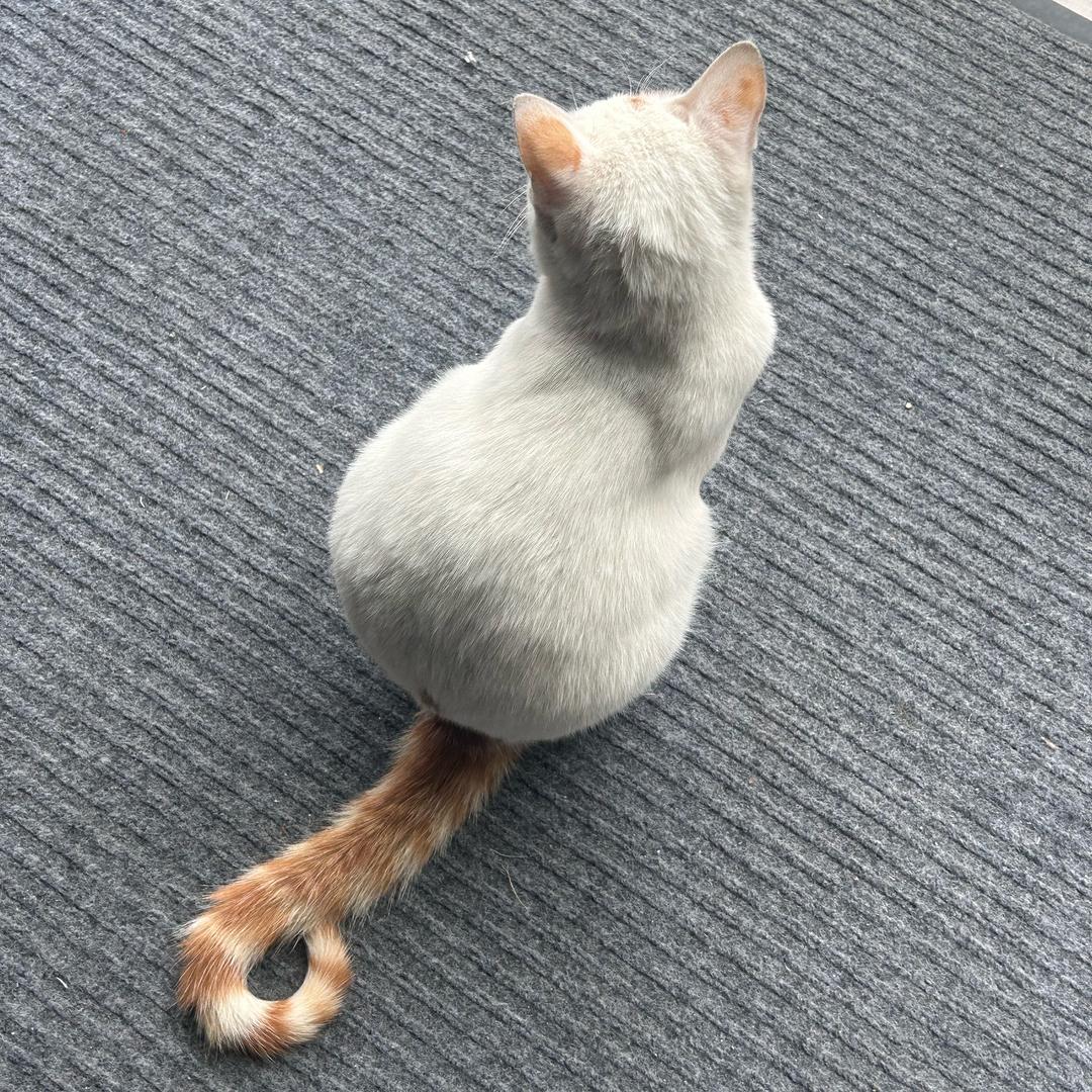 糖糖吖