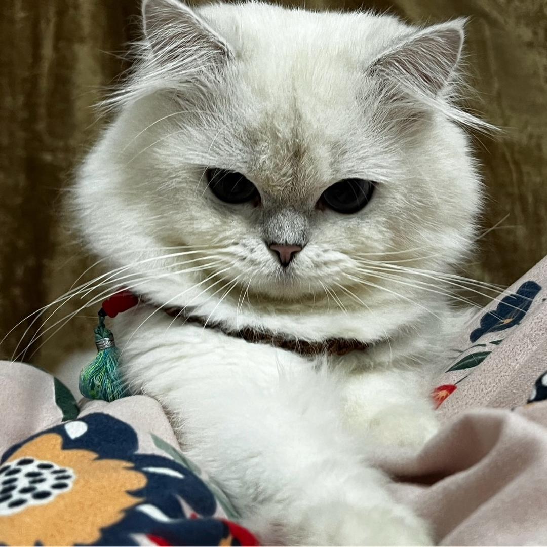 重生之搓指甲给儿子买猫粮版