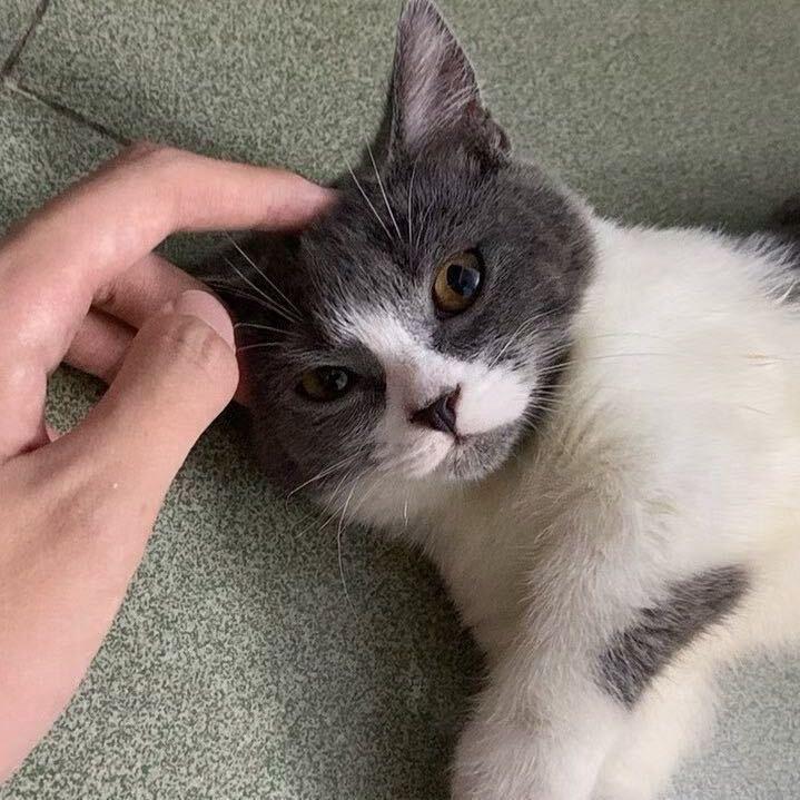 古得猫宁
