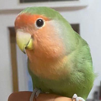 成吉思汗