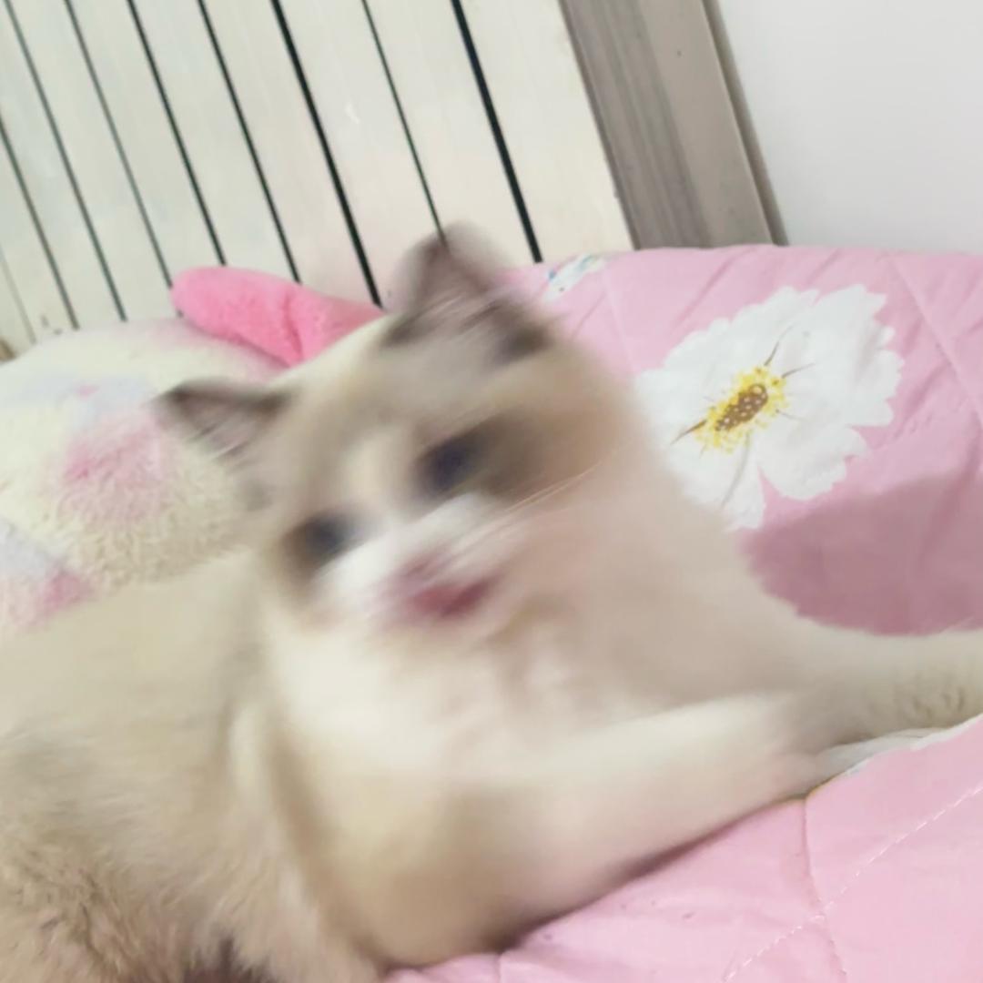 L.