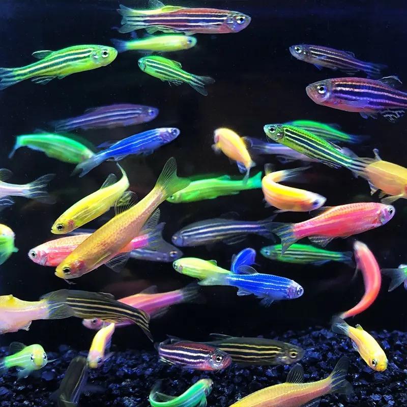 北冥有鱼水族馆达人号