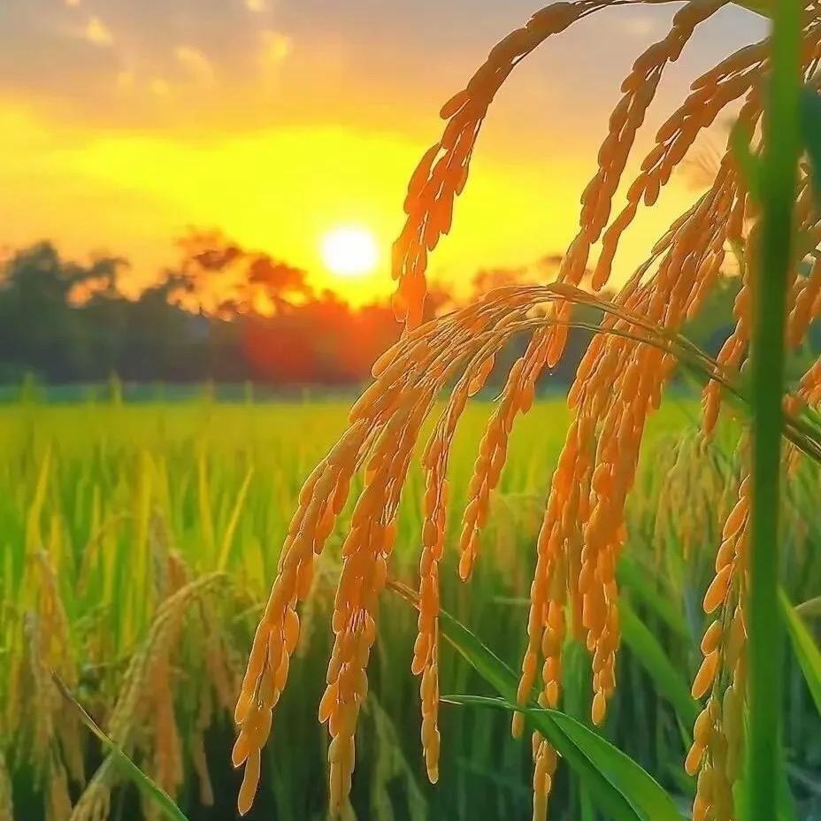 绿芳园大米源头工厂