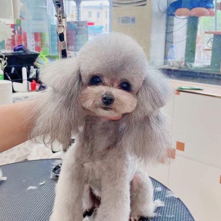 吃斋的狼（宠源宠物）