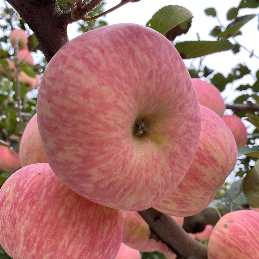 烟台-宝姐苹果园