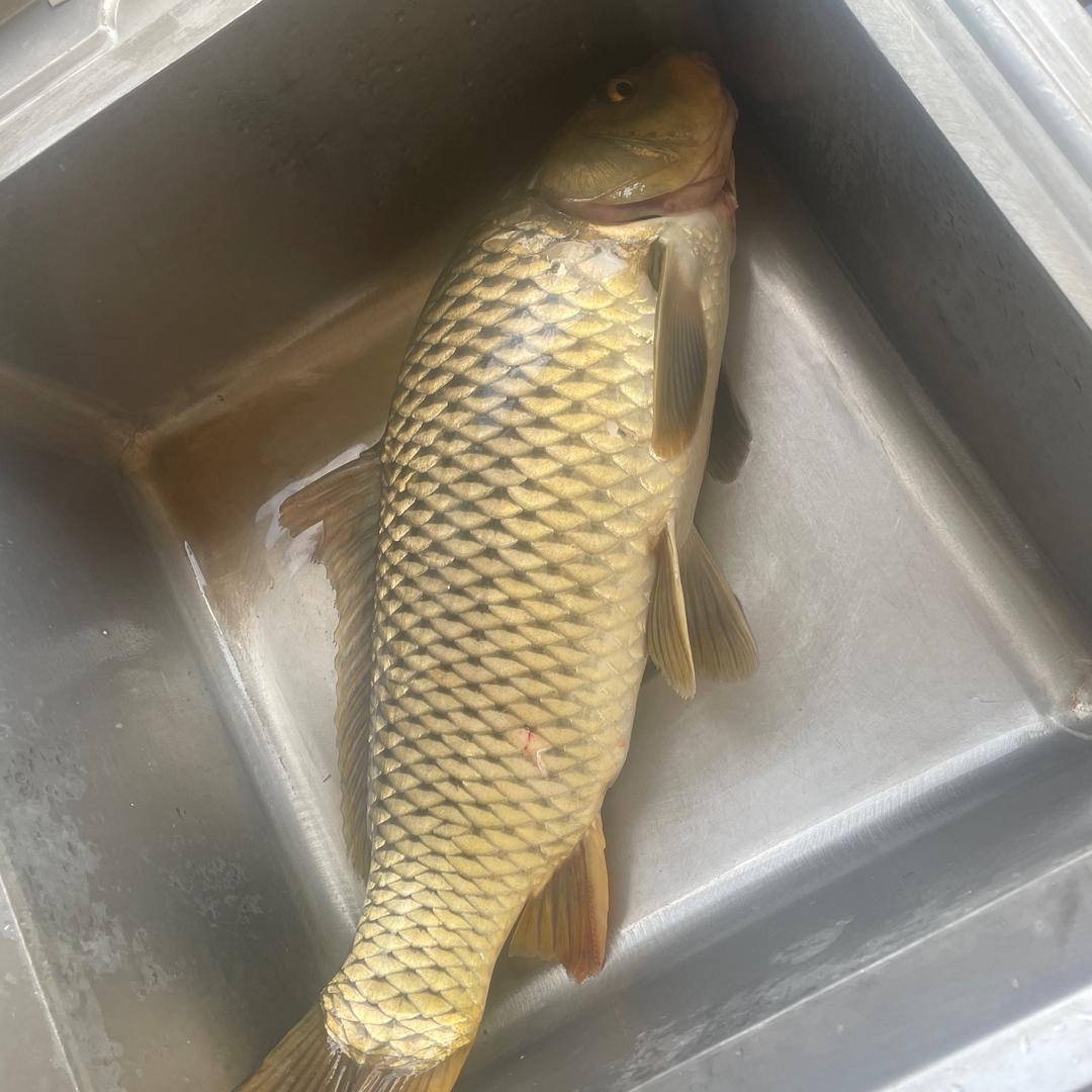 💰༣钓鱼饭ଓꦿ࿐
