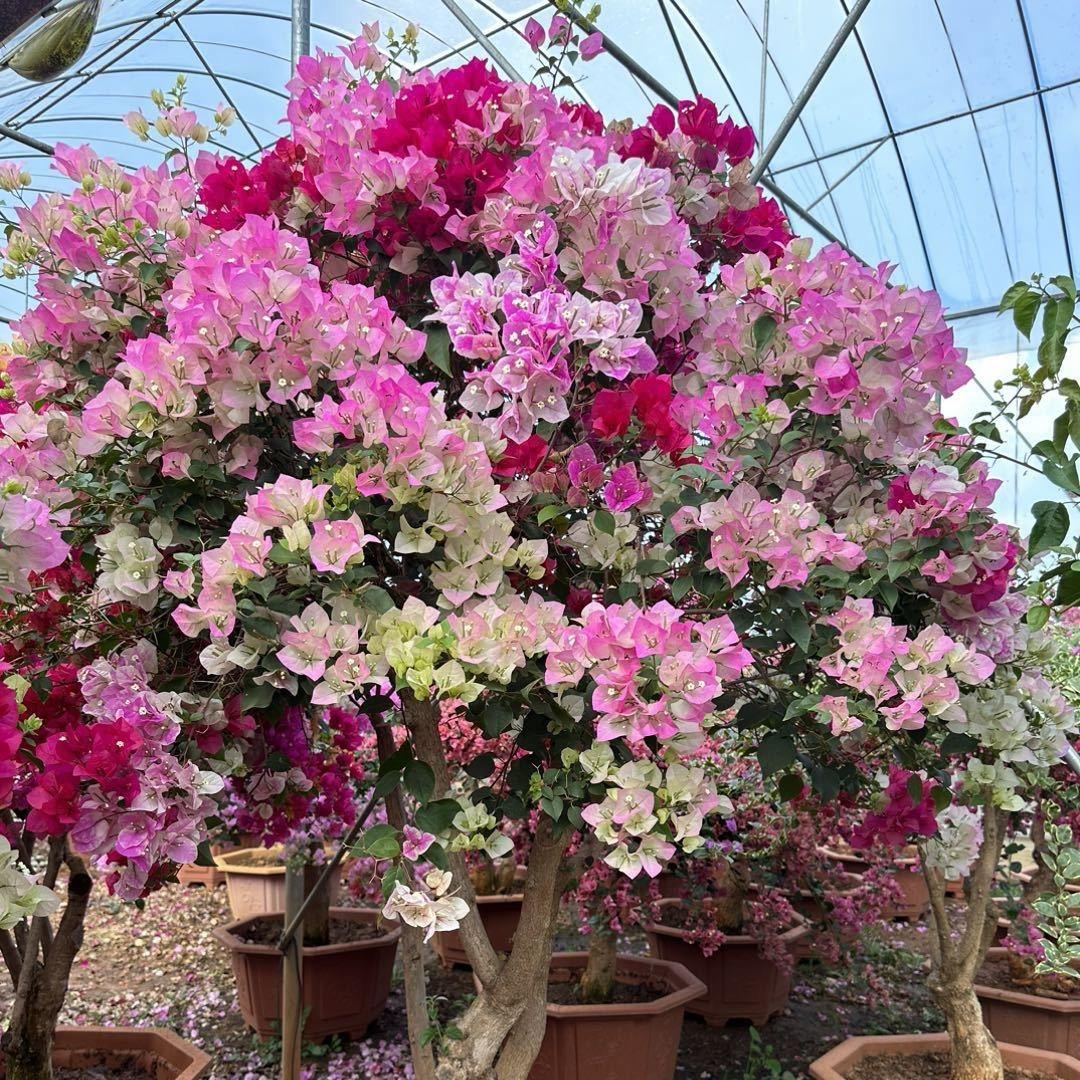 红粉佳人三角梅