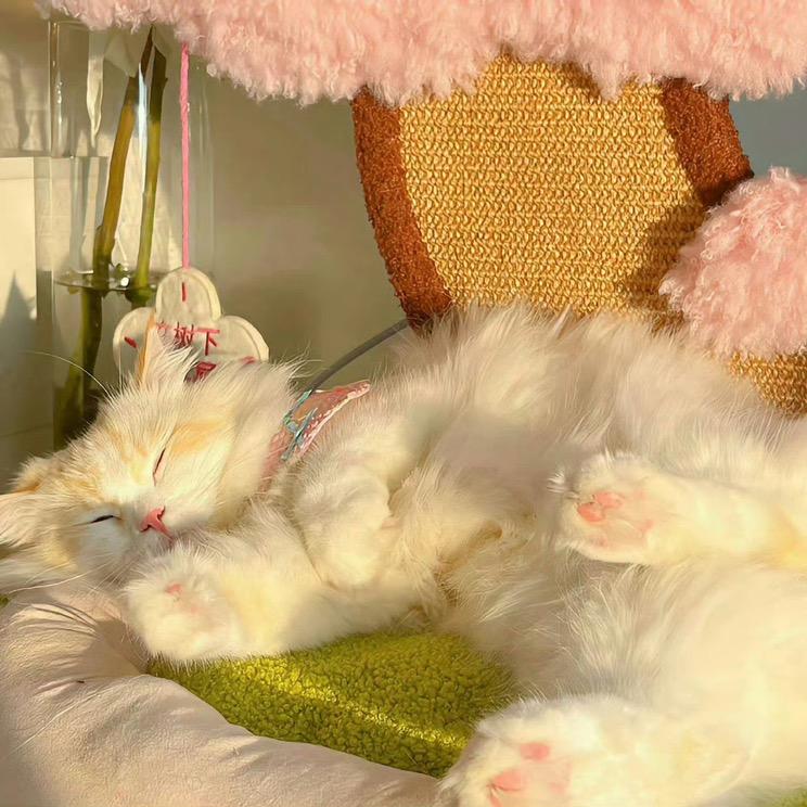 我的ID配享太庙