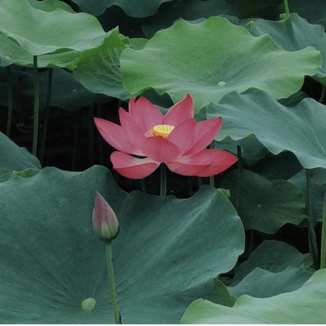 开心果