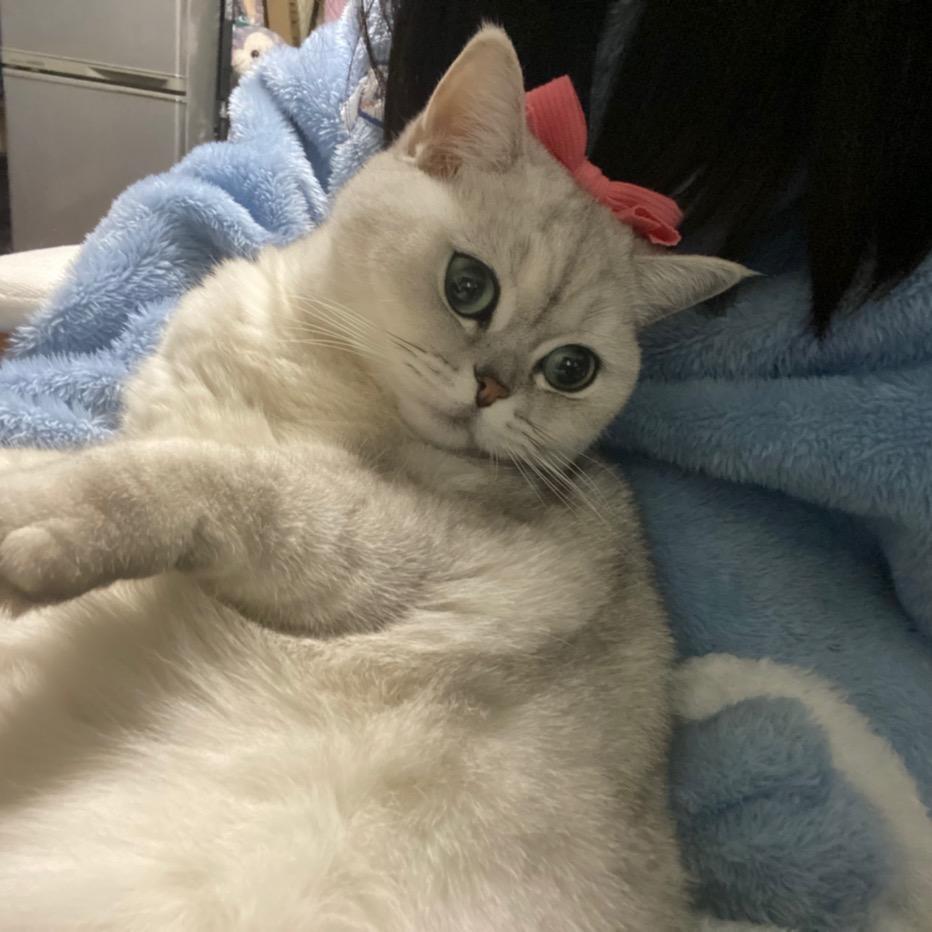 猪咪怎样练成的