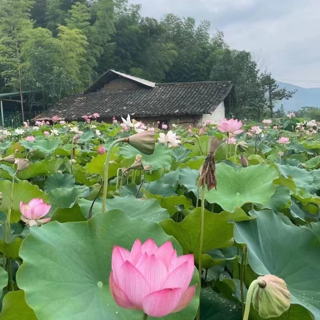 梁欢每日分享