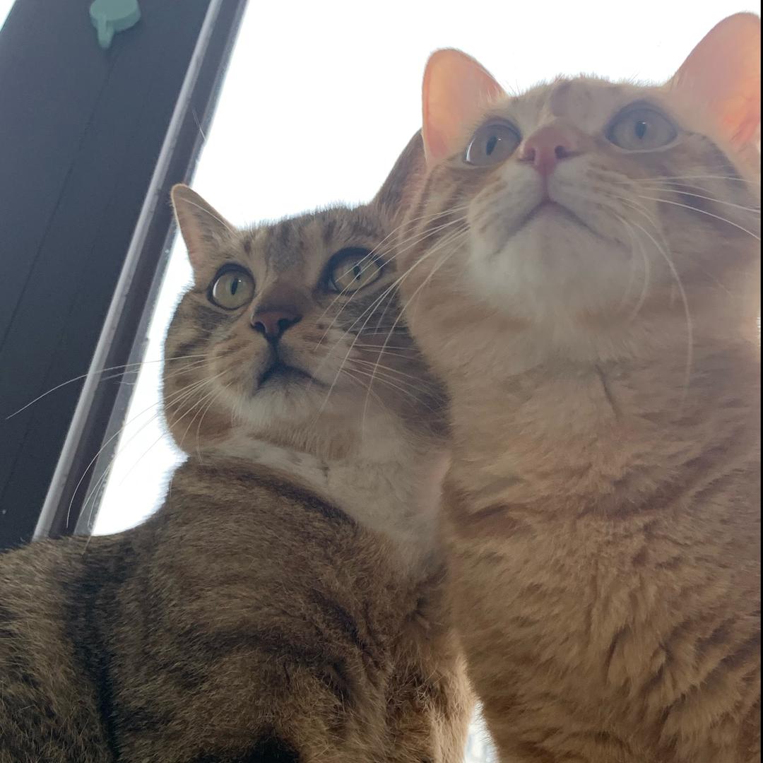 三只猫条😸